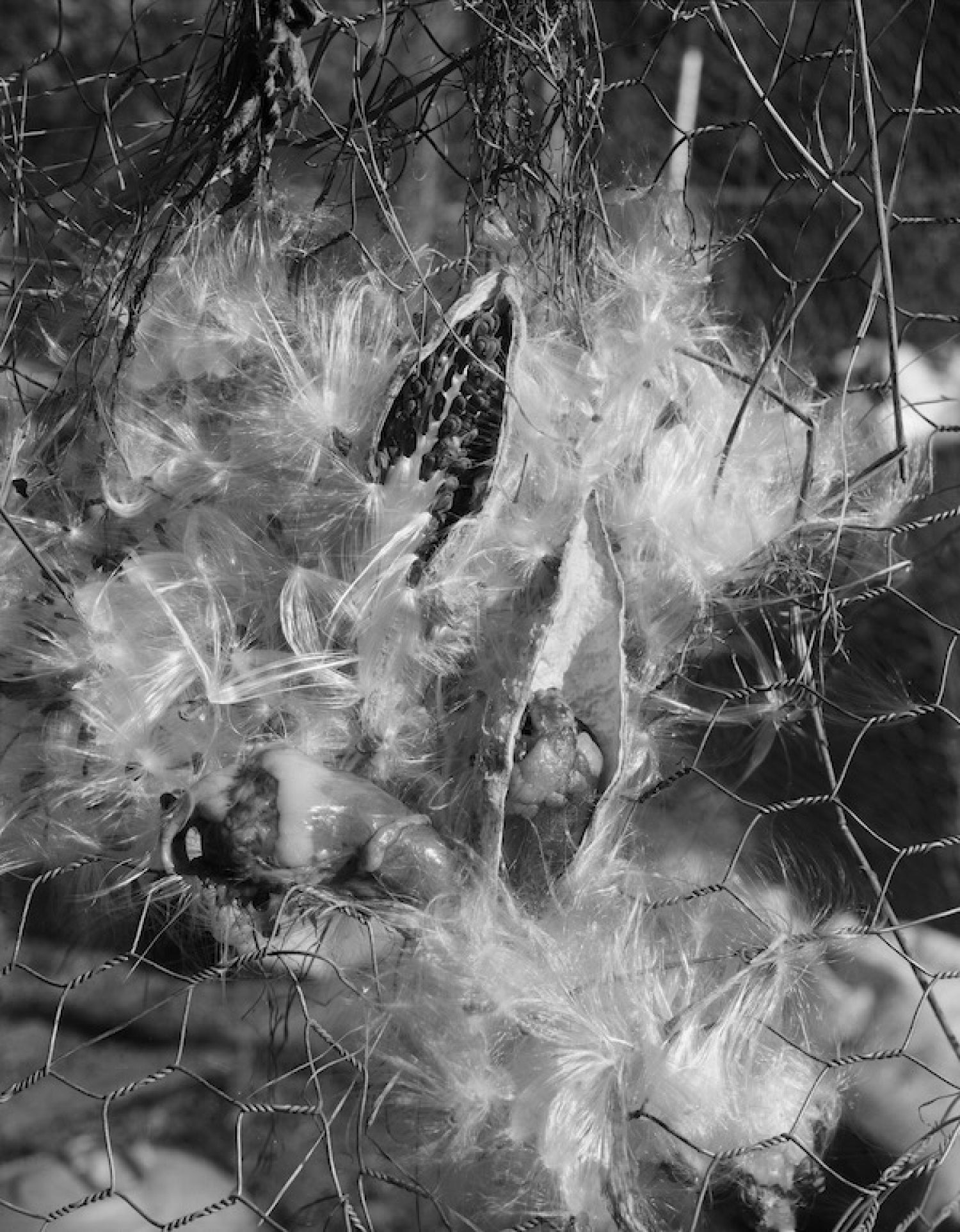 Fuse Box, 2018, Archival inkjet print from a scanned 8x10 negative