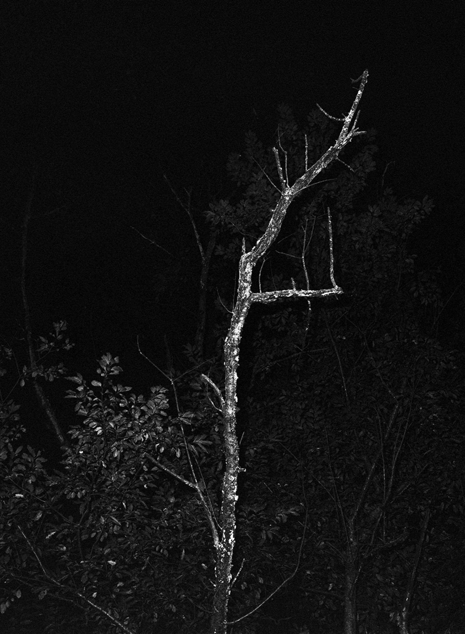Tree #3, 2018, Archival inkjet print from a scanned negative
