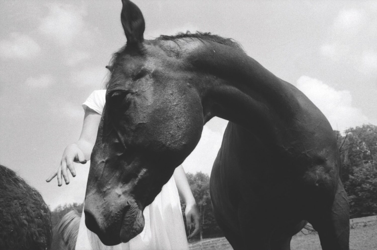 8 Siri Kaur Horse 1994
