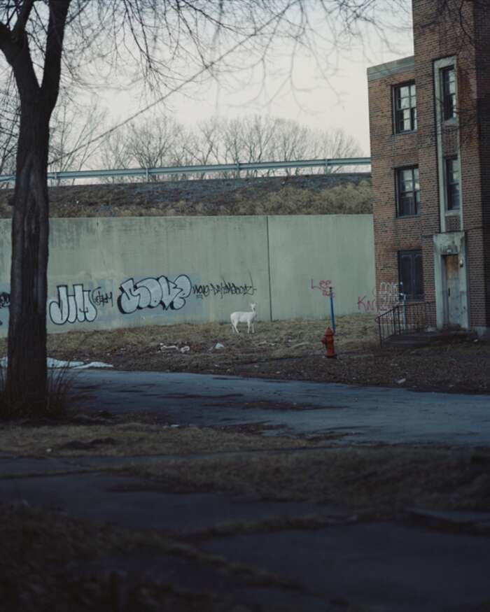 Halpern King Queen Knave 01