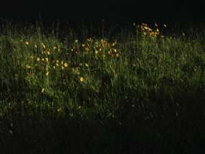 15 Spring DSF3644 1722 Medium