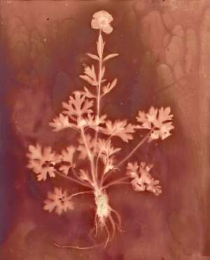 Flora Kelsey Nolin
